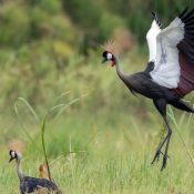 Birding In Uganda