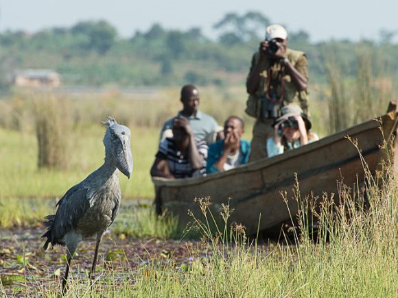 About the Shoebill Stork and Birding Tours in Mabamba Swamp