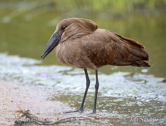 Hamerkop