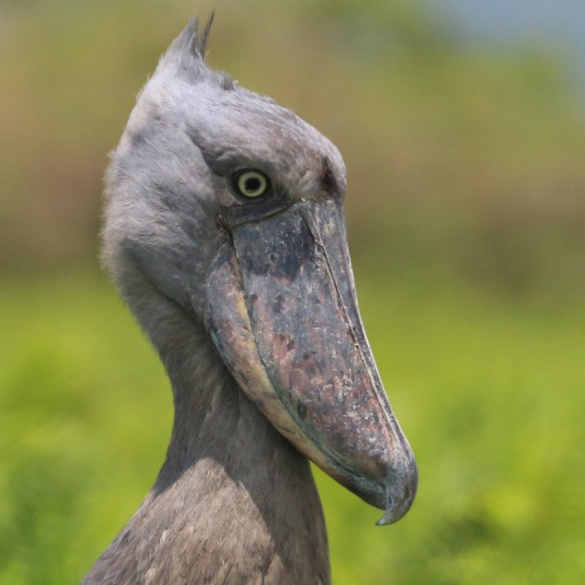 Shoebill Uganda