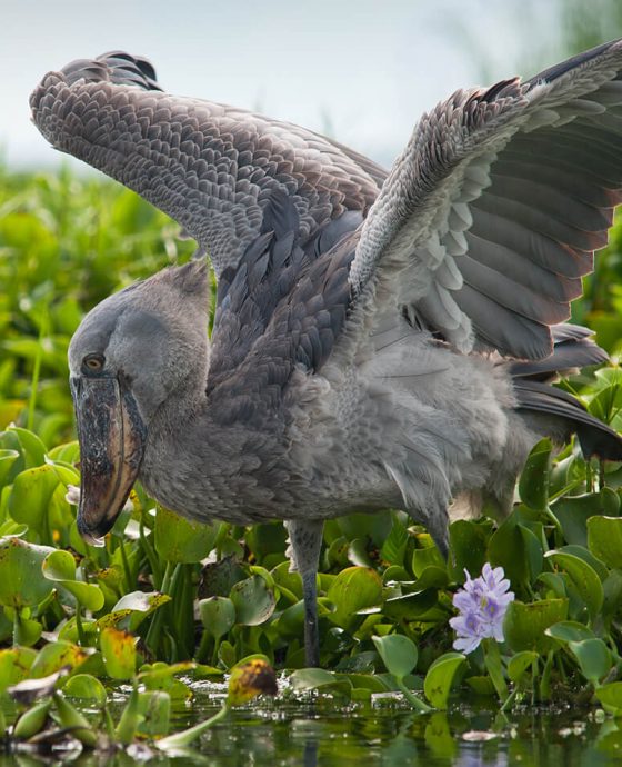 Shoebill