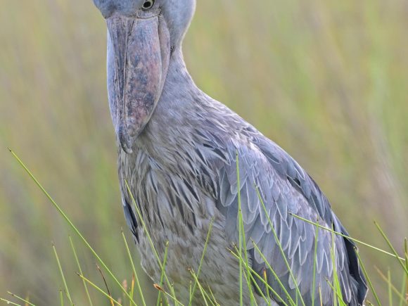 Mabamba swamp [ A HIDDEN GEM OF BIODIVERSITY]