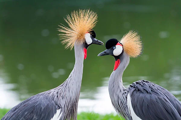 Birding Uganda